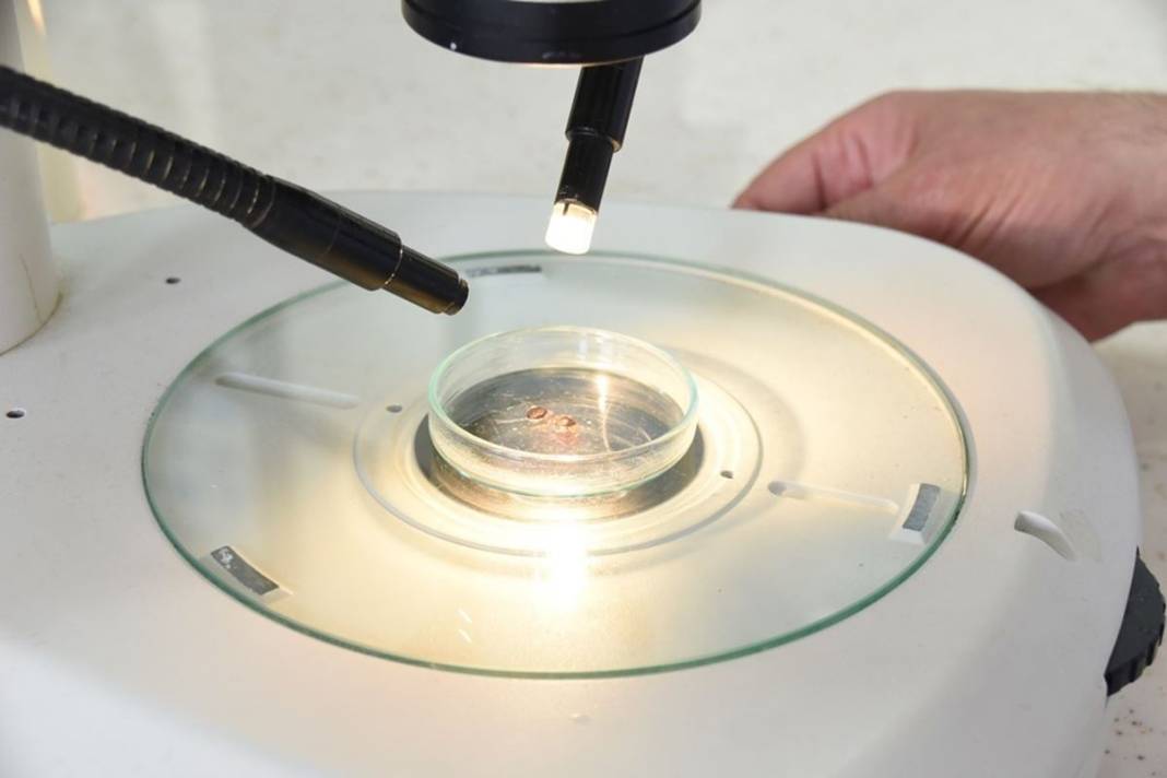 Bu illerde yaşayanlar dikkat: İnsanların gölgesini ve kokusunu algılıyor! Ölümcül olabilir 20